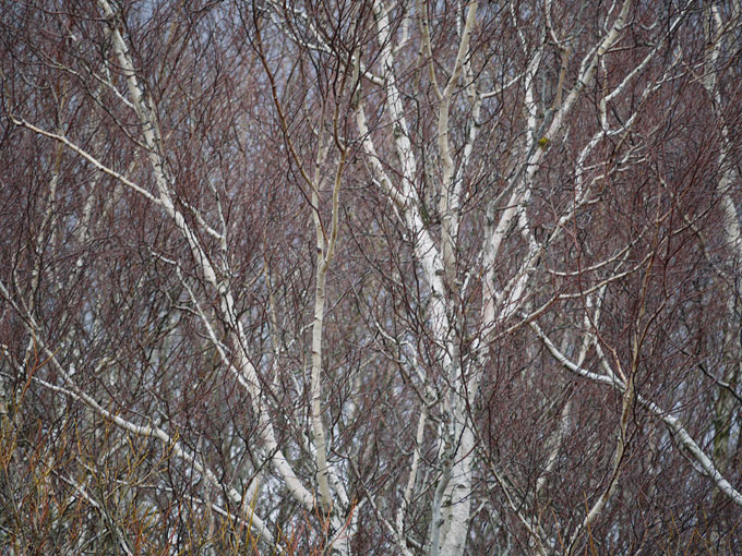 birch & willow 12.jpg